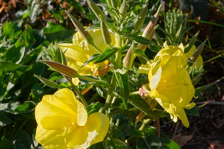 Large-flowered Evening Primrose - Oenothera glazioviana