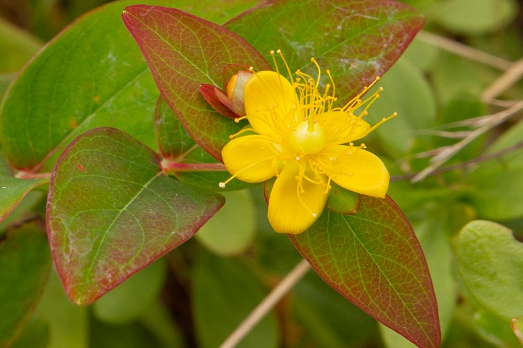 Tutsan - Hypericum androsaemum