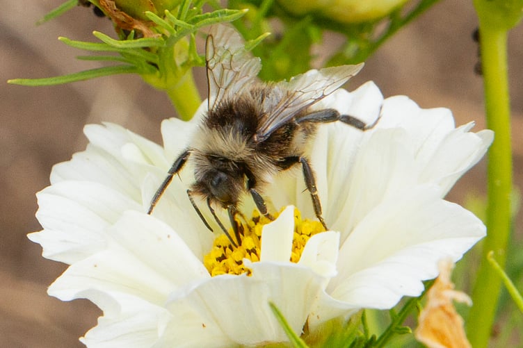 Bumblebee on Cosmos flower