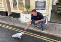 Meet Roger: Salcombe's seagull sensation