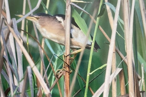 A Little Bittern sat on a reed - Chris Wood