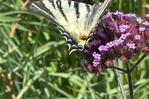 Swallowtail butterfly - Mike Hitch