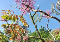 Lukesland Gardens near Ivybridge opens for autumn