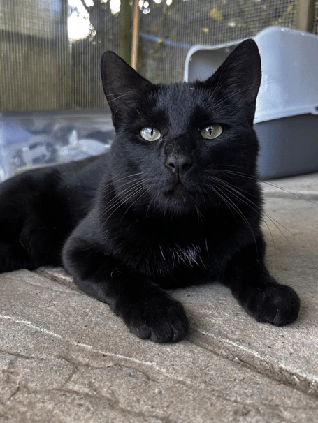 NERO the forgotten feline