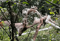 Fallow deer freed from football netting