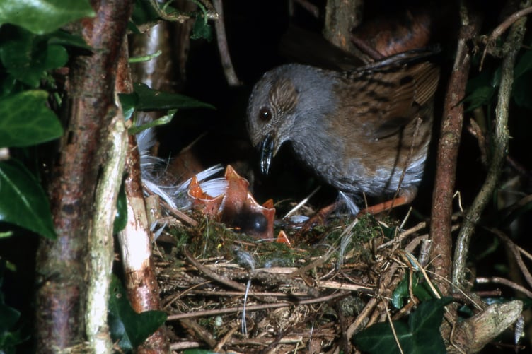 The Dunnock Feeding her chicks