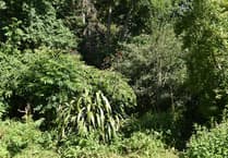 JustGiving page to help Dartington's Forest Garden