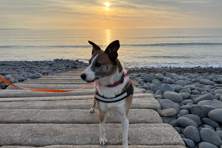 Sadie on the beach at Westward Ho!