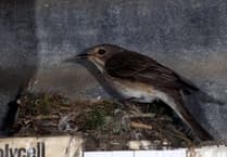 Gordon Water House shares Spotted Flycatchers story